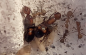 Preview: Camponotus nicobarensis